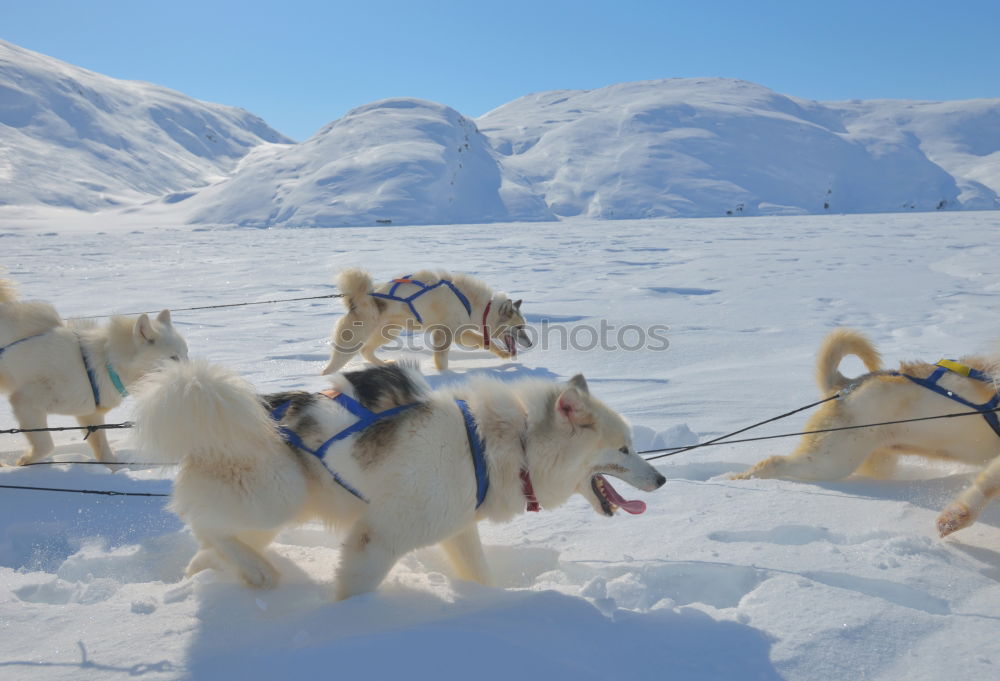 Image, Stock Photo Dog team in front of a dog sled after a sled ride