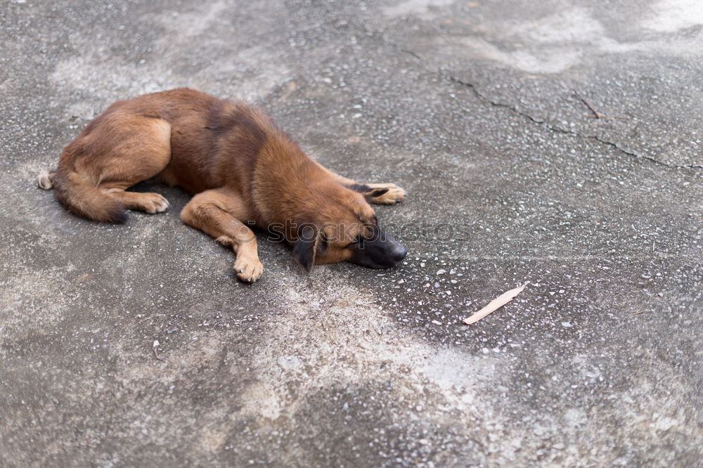 dog Sleep Siesta Doze