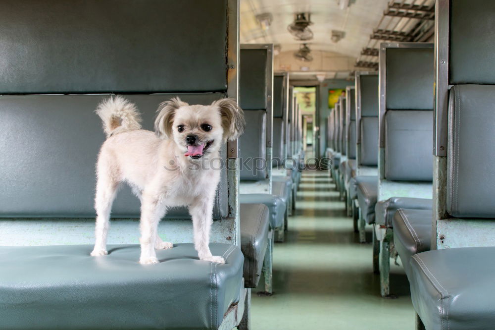 Similar – Image, Stock Photo Young woman with face mask and dog traveling by train.Train travel during pandemic