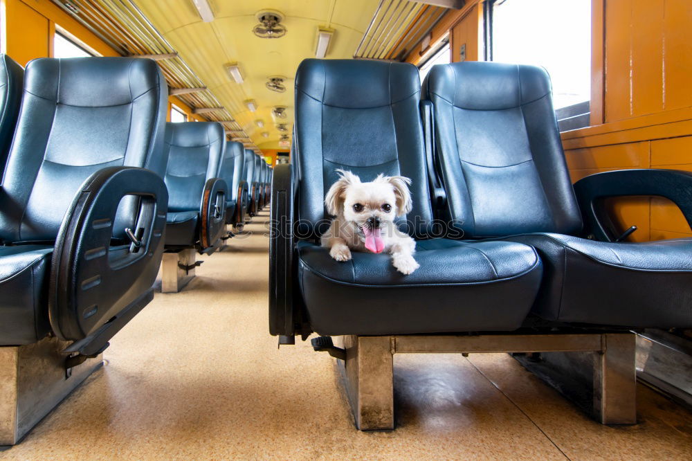 Similar – Image, Stock Photo Young woman with face mask and dog traveling by train.Train travel during pandemic