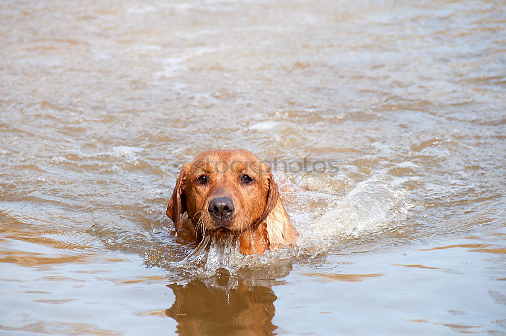 Similar – Golden Days Water