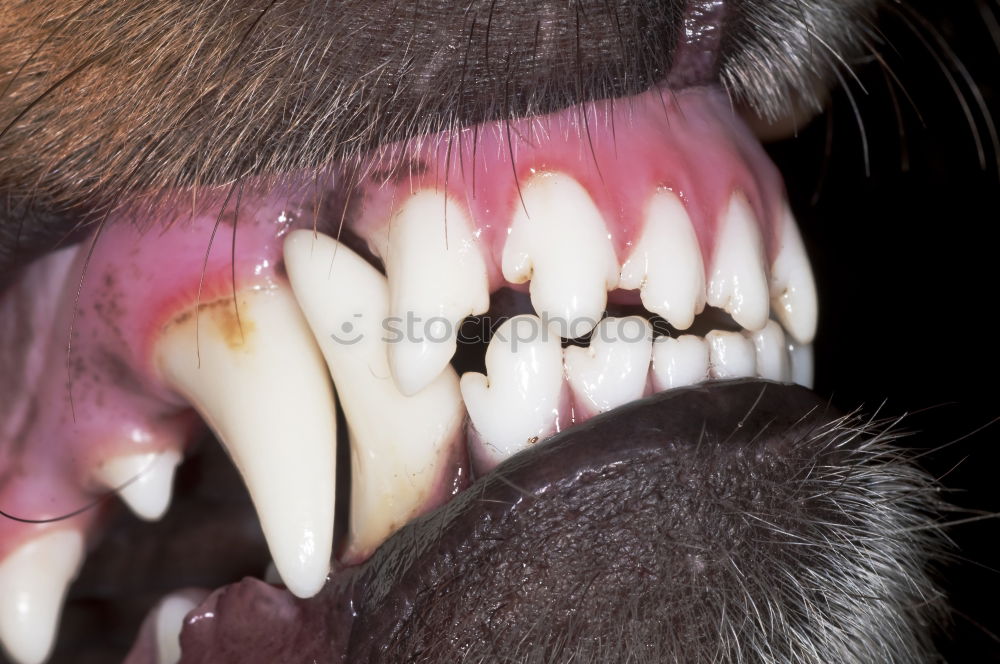 Similar – Dog teeth with braces