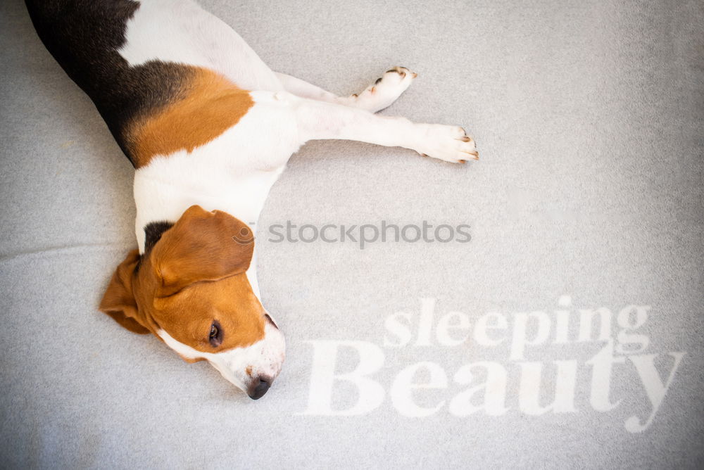 Similar – Image, Stock Photo cute small dog lying white sheet with hello world message