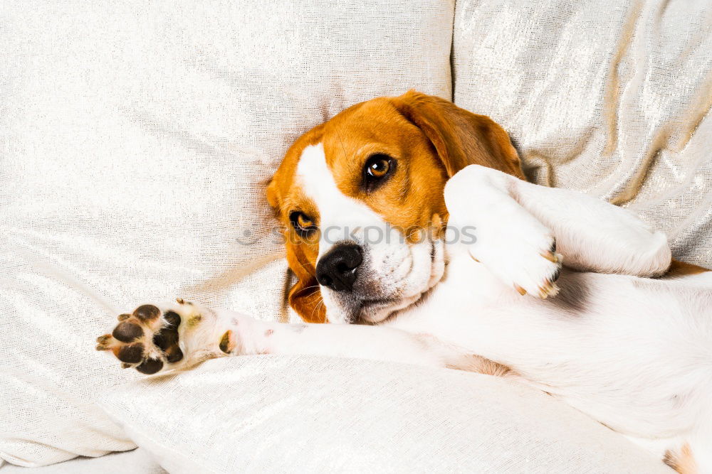 Similar – close up portrait of a cute small dog sitting on bed