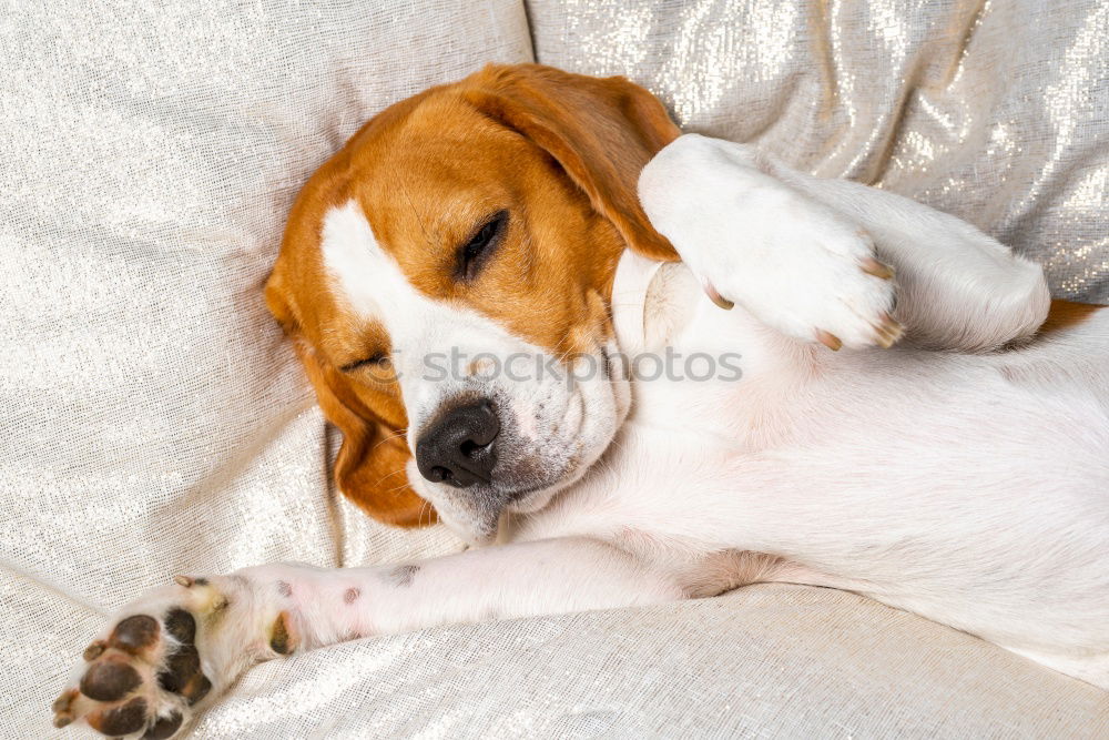 Similar – cute young small dog sitting on bed with a red heart