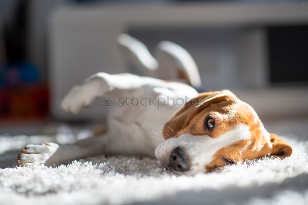 Similar – cute small jack russell dog at home waiting to eat his food in a bowl. Pets indoors