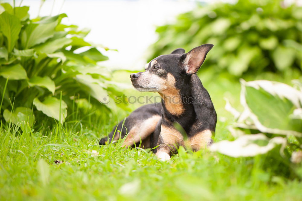 Similar – a young french bulldog is standing in a garden in front of a green background