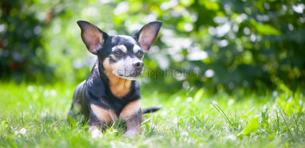 Similar – a young french bulldog is standing in a garden in front of a green background