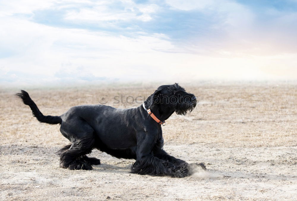 Similar – Image, Stock Photo Racing dog Paula in action