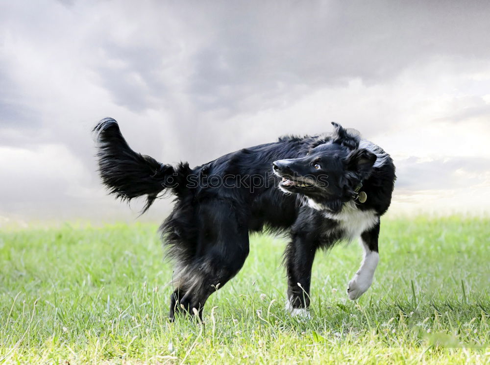 Similar – Image, Stock Photo Racing dog Paula in action