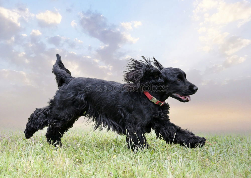 Similar – Image, Stock Photo Racing dog Paula in action