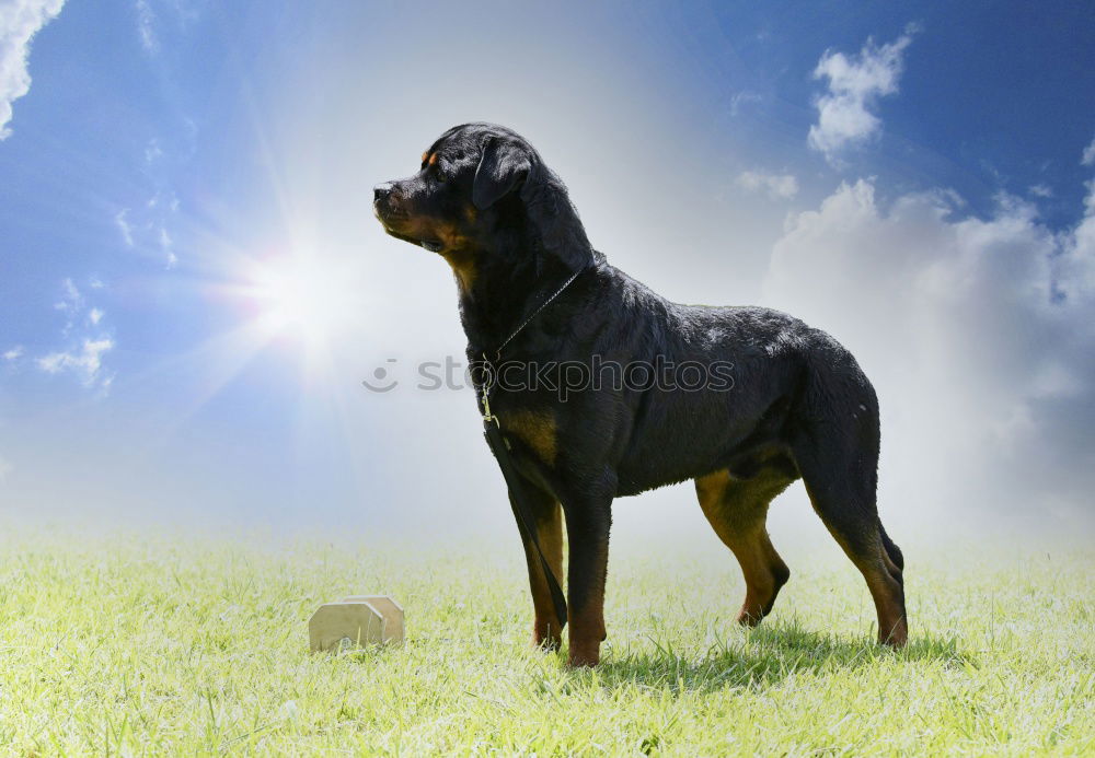 Similar – Image, Stock Photo Rough hair dachshund in front of the lens