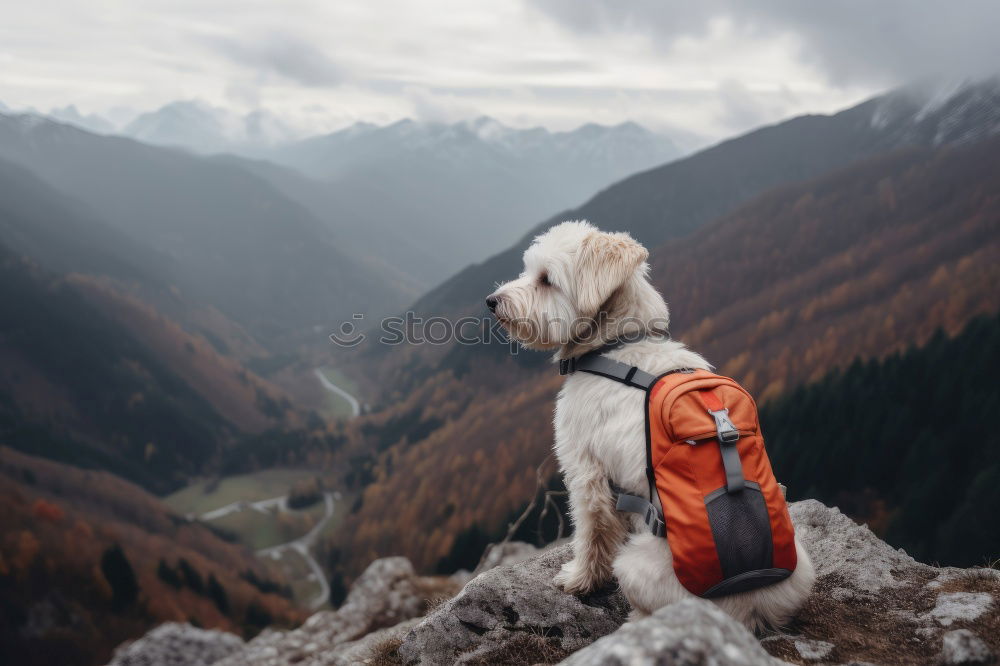 Similar – Image, Stock Photo Stroking a cow in the Allgäu