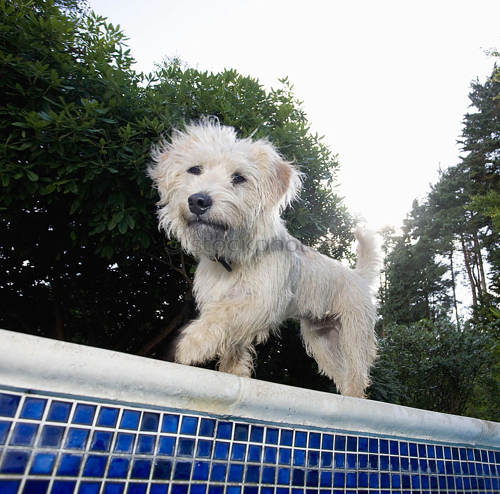 Similar – Wet dog Dog Bathtub Eyes