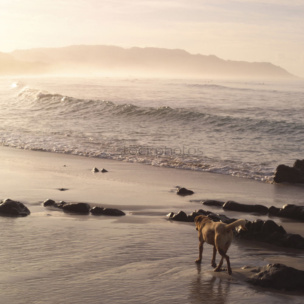 Similar – Kind umarmt Hund am Meer