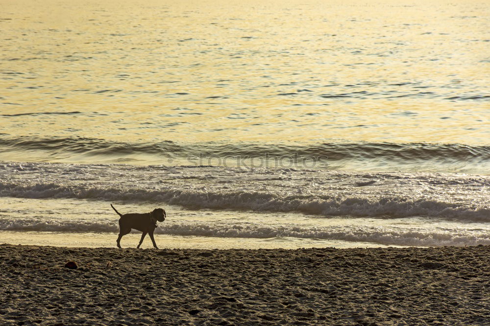 Hund am Strand Meer