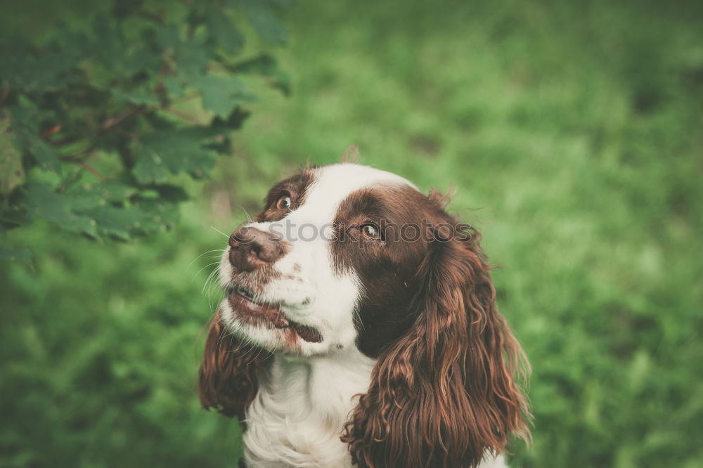 Similar – Image, Stock Photo Happy dog with ball Animal