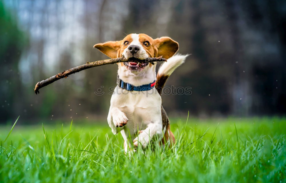 Similar – close up of two dogs playing on a hill. Boxer dogs.