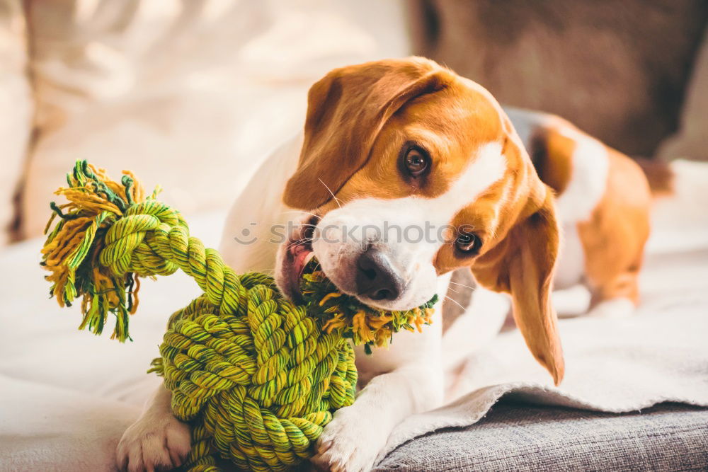 Similar – cute small jack russell dog at home waiting to eat his food in a bowl. Pets indoors