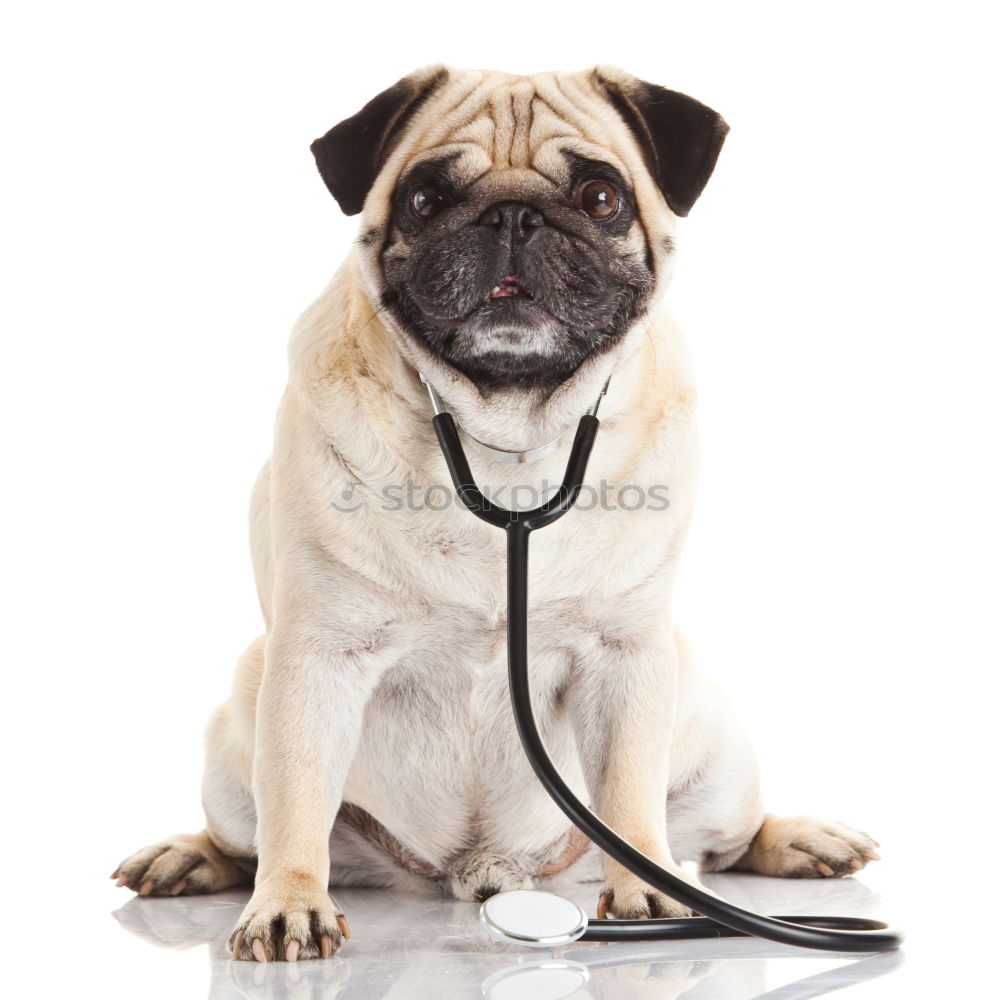 Similar – Image, Stock Photo Portrait of a cute doctor dog sitting on bed.