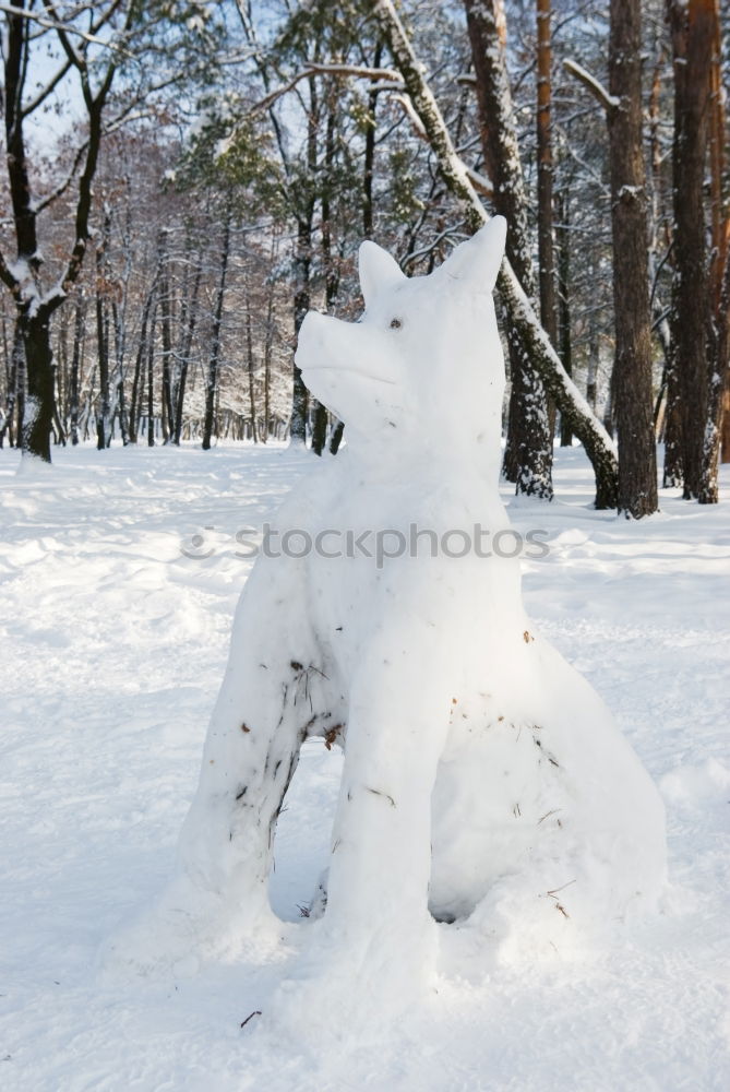 Similar – bear hunting Polar Bear