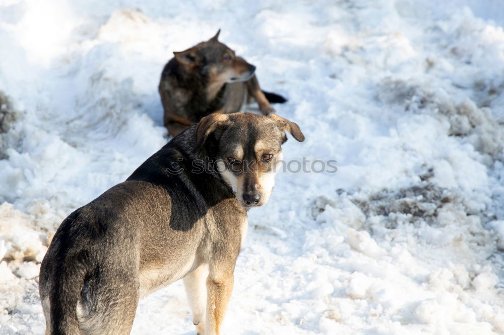 Similar – cute brown labrador dog on frosted meadow in winter