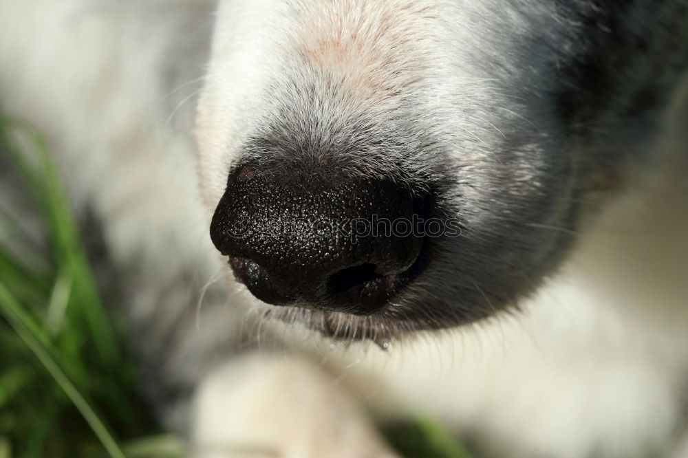 Similar – Image, Stock Photo Curiosity. Environment