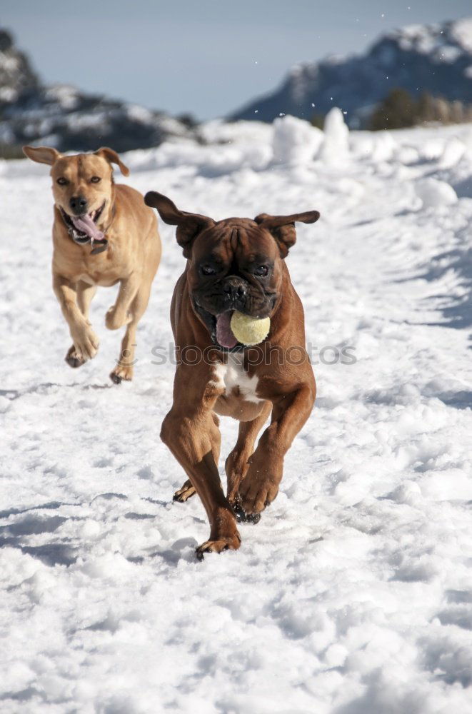 Similar – Image, Stock Photo Colourful hustle and bustle in the snow