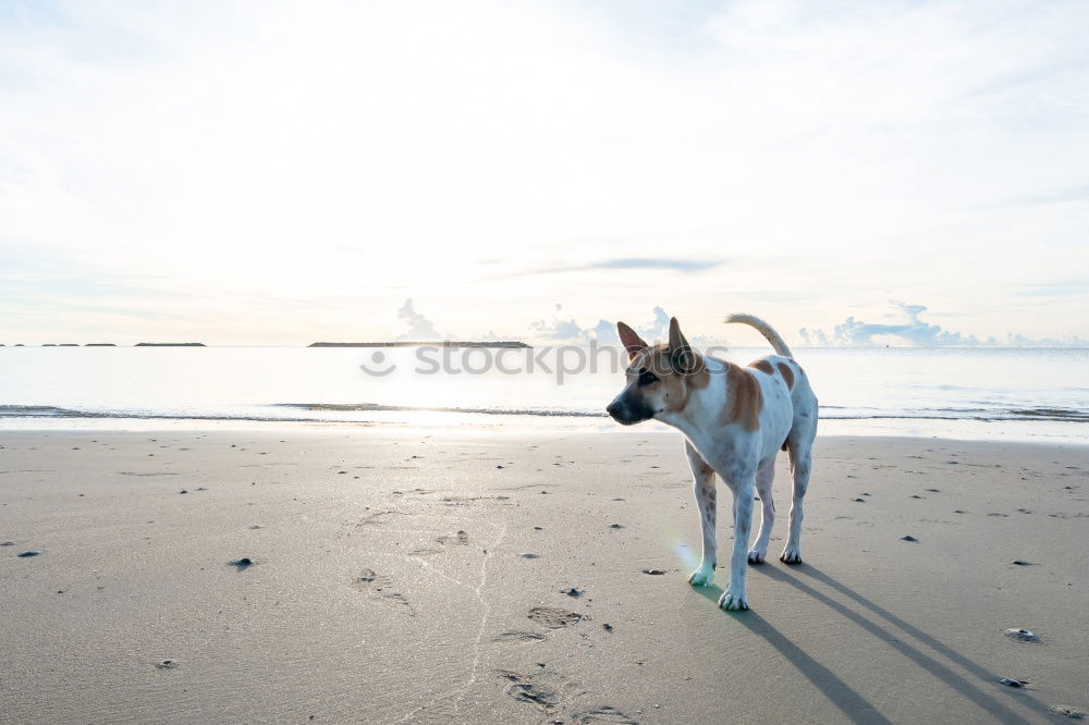 Similar – Child and dog by the sea