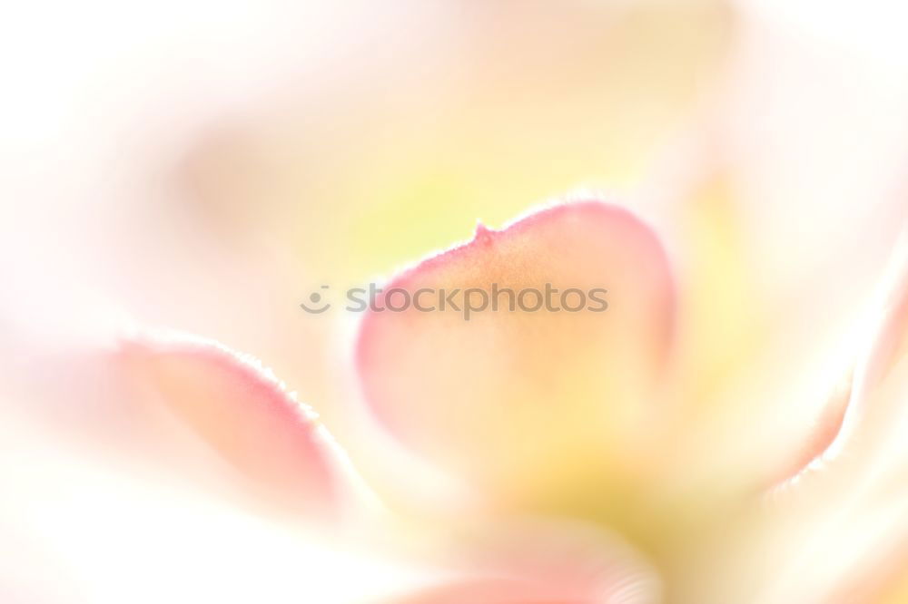 Similar – Image, Stock Photo pastel Harmonious