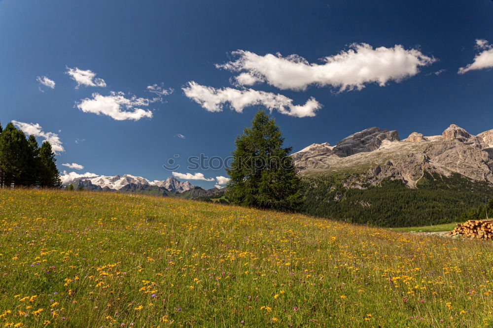 Similar – Haflinger on the Villanderer Alm