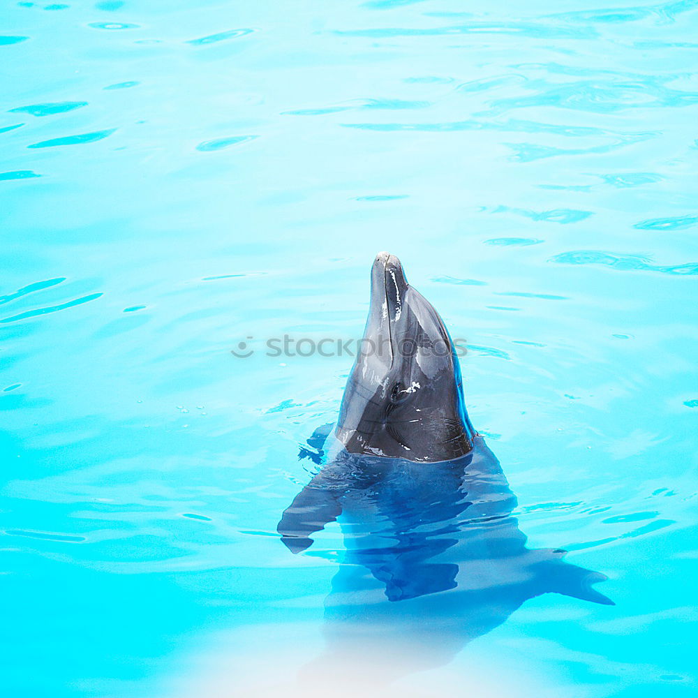 Similar – 3 dolphins playing in the water