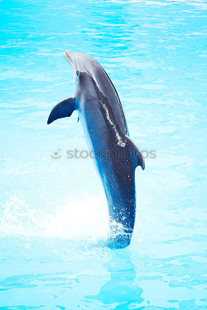 Similar – Image, Stock Photo a jumping orca in a blue sea