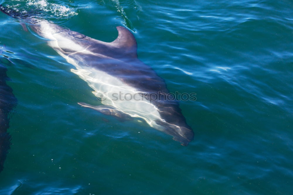 Dolphins in the Red Sea