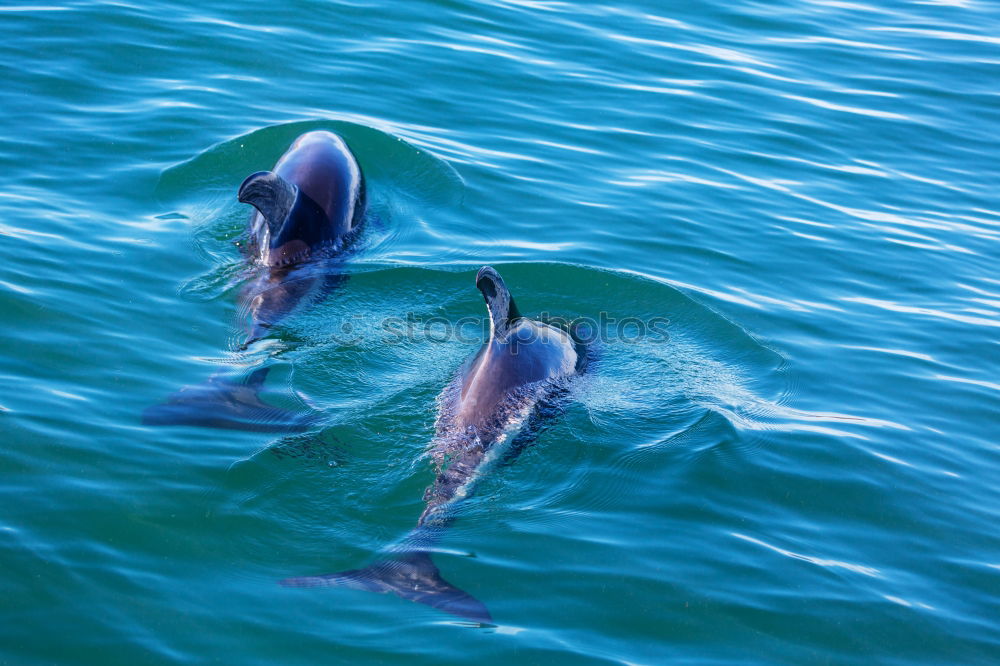 Similar – Dolphins in the Red Sea