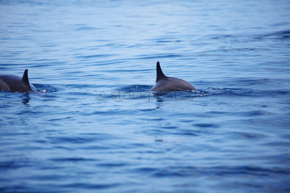 Similar – Dolphins in the Red Sea