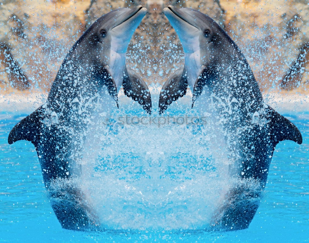 Similar – Dolphin at close range