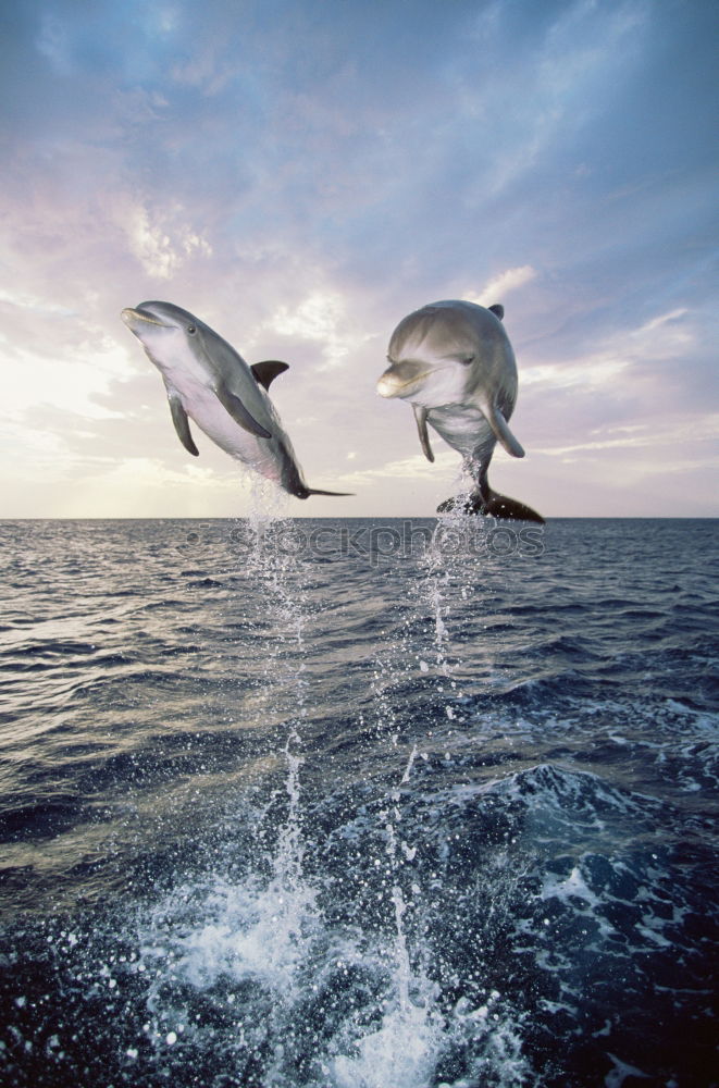 Similar – 3 dolphins playing in the water