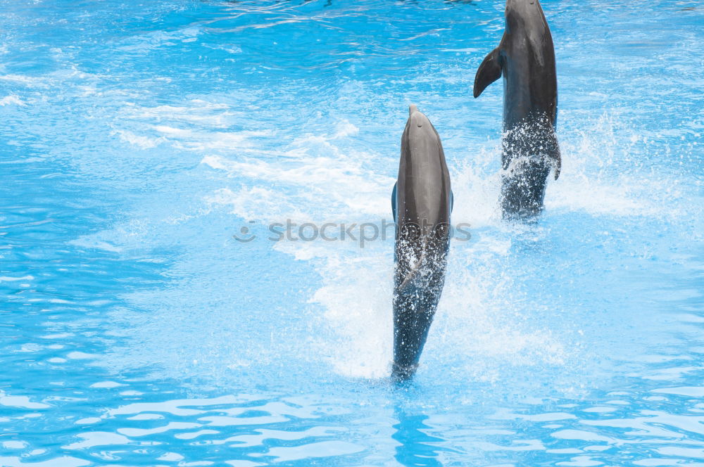 Similar – Image, Stock Photo Funny dolphins in the pool during a show at a zoo