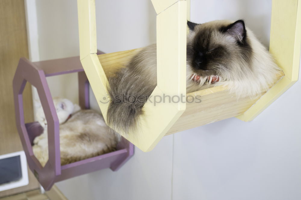 Similar – Sporty cats Cat Balcony