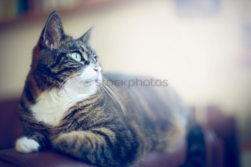 Similar – Charismatic cat with a plastic bag