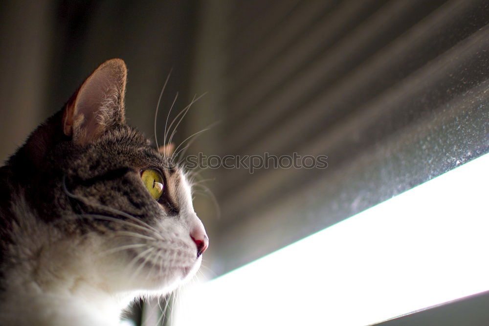 Similar – Image, Stock Photo watching Animal Pet Cat 2
