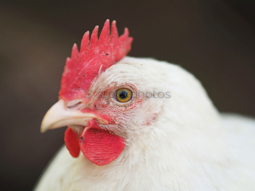 Image, Stock Photo What now, chicken midget? III