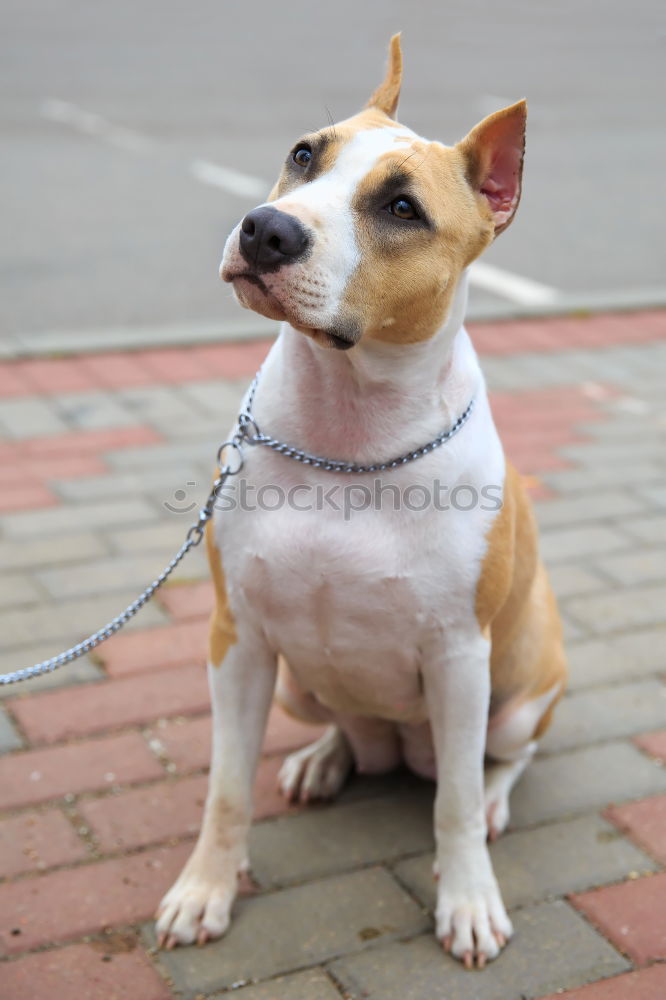 Similar – Image, Stock Photo bull terrier Animal Pet