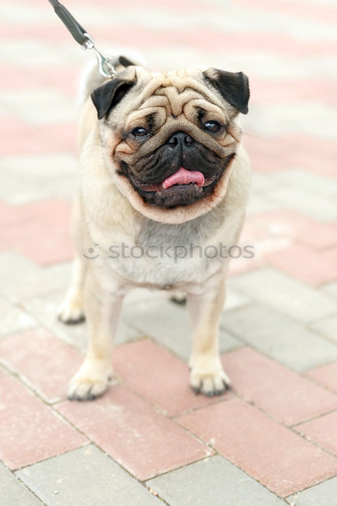 Similar – A brazen pug, mostly wants drops.