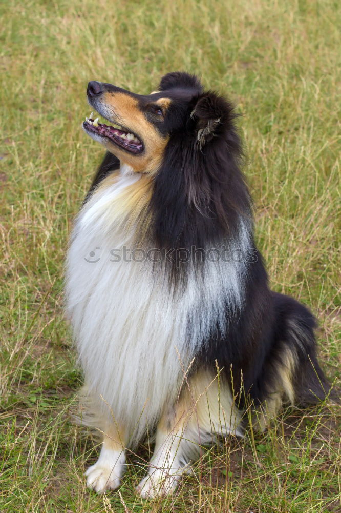 Similar – Image, Stock Photo A gray and white young Australian Shepherd dog with black and light brown spots stands on his paws and looks to the right against a blurred background.