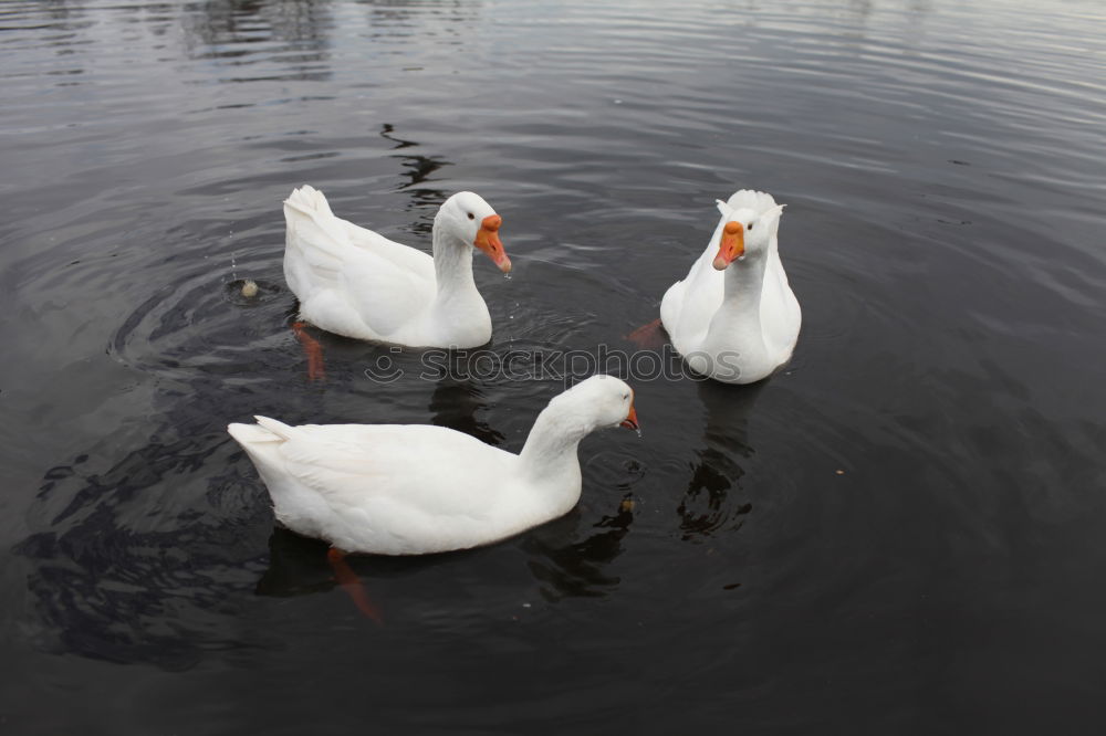 Similar – schwanensee Tier Wasser