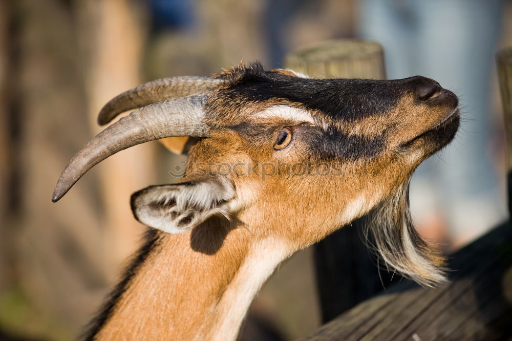 Similar – Real goatee beard! Animal