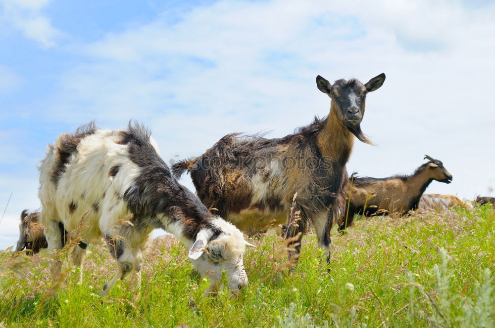 Similar – goat family walking on meadow