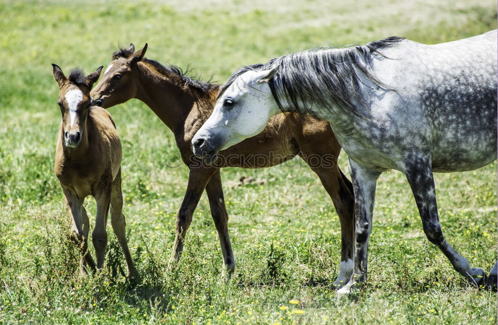 Similar – Image, Stock Photo Baby donkey following mama donkey